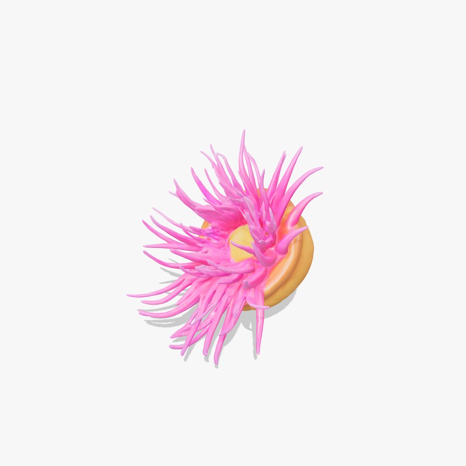 Sea Anemone Vibrant Tentacles Model Pack